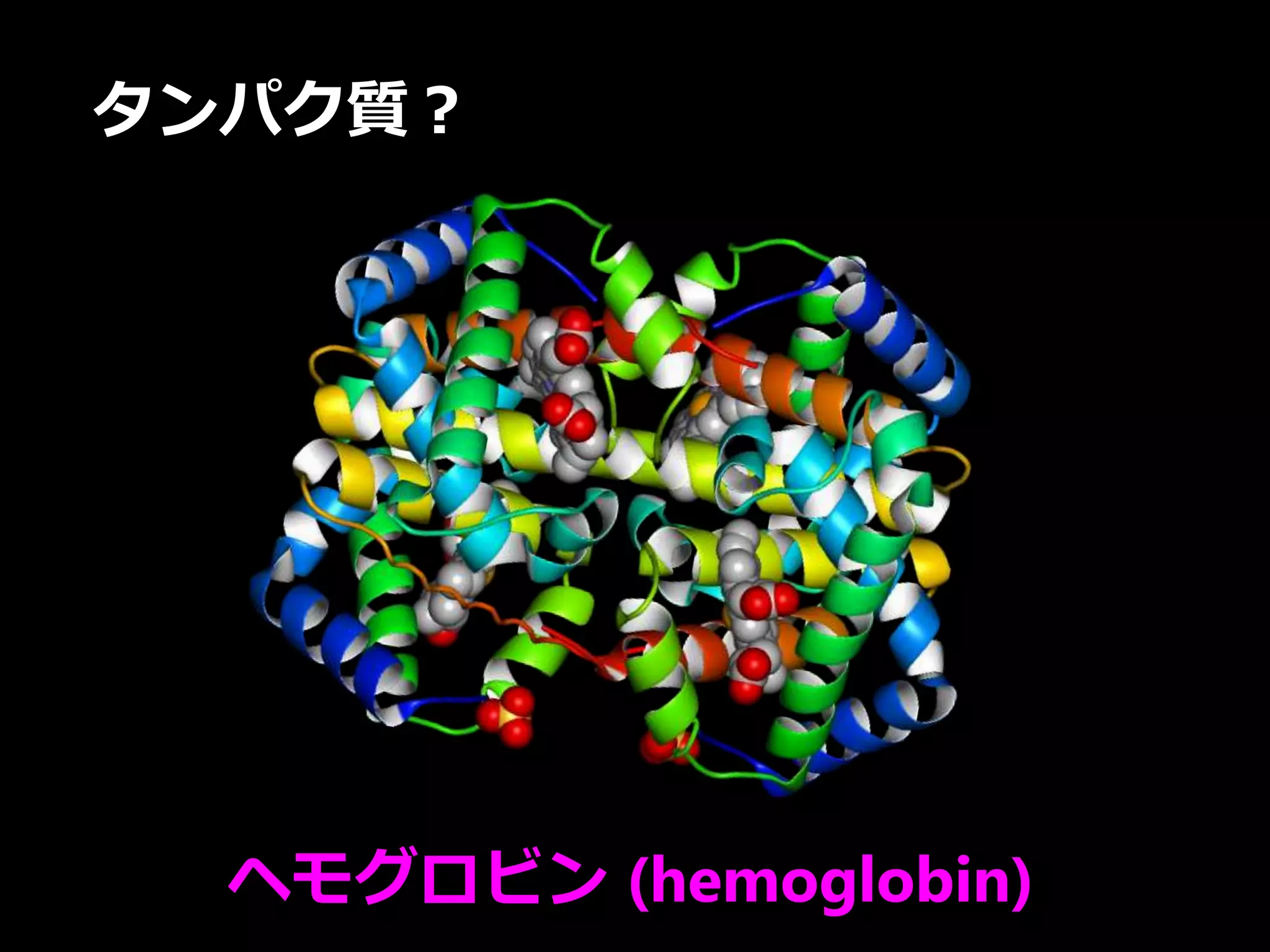 タンパク質？
ヘモグロビン (hemoglobin)
 