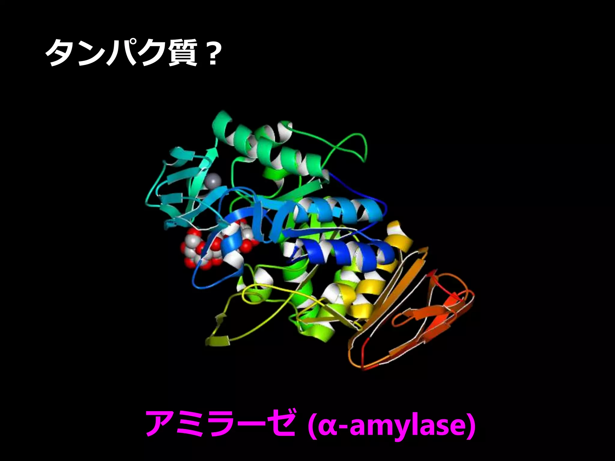 タンパク質？
アミラーゼ (α-amylase)
 
