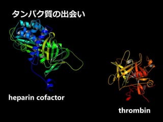heparin cofactor
thrombin
タンパク質の出会い
 