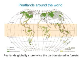 Peatlands around the world
Peatlands globally store twice the carbon stored in forests
 