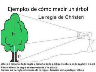 Ejemplos de cómo medir un árbol