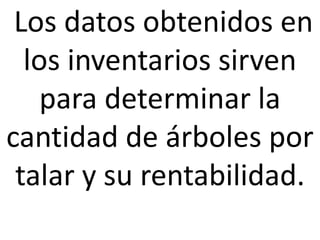 Los datos obtenidos en
los inventarios sirven
para determinar la
cantidad de árboles por
talar y su rentabilidad.
