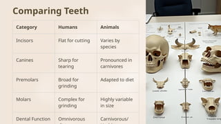 Tooth Animal Sorting Amazing Teeth: Understanding Their Structure, Function, and Care | PPTX