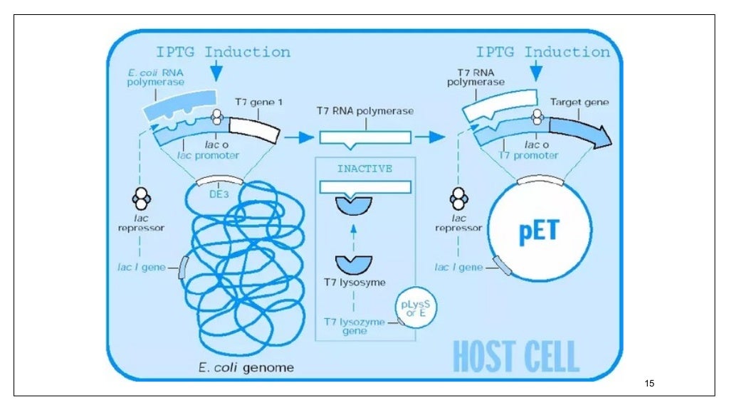 Iptg induction