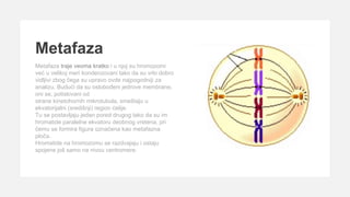 Metafaze Razmnozavanje. Mitoza. Spermatogeneza.pptx