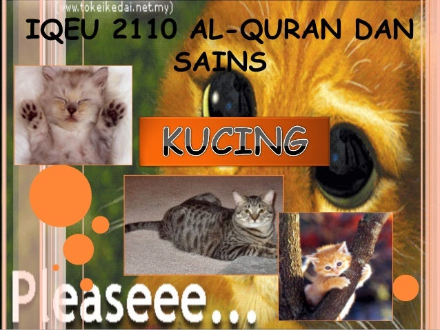KUCING DALAM ISLAM (Iqeu 2110 al quran dan sains)