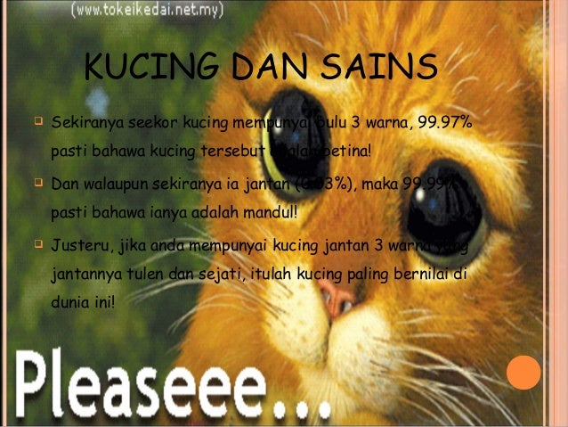 KUCING DALAM ISLAM (Iqeu 2110 al quran dan sains)