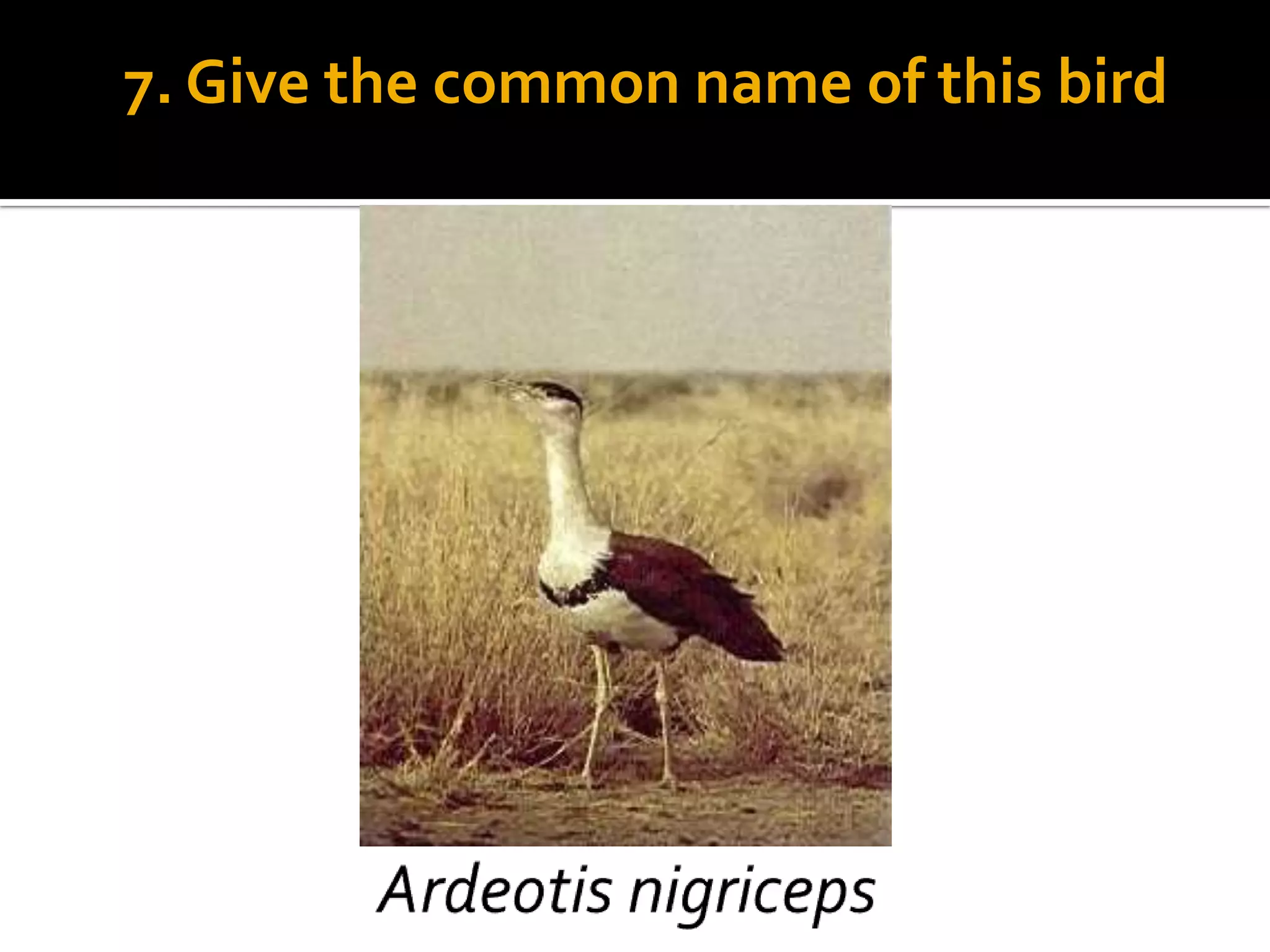 7. Give the common name of this bird
 