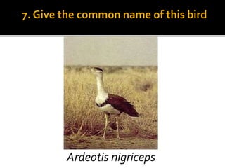 7. Give the common name of this bird
 