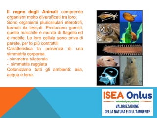 Il regno degli Animali comprende
organismi molto diversificati tra loro.
Sono organismi pluricellulari eterotrofi,
formati da tessuti. Producono gameti,
quello maschile è munito di flagello ed
è mobile. Le loro cellule sono prive di
parete, per lo più contrattili
Caratteristica la presenza di una
simmetria corporea
- simmetria bilaterale
- simmetria raggiata
Colonizzano tutti gli ambienti: aria,
acqua e terra.
 