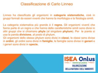 Linneo ha classificato gli organismi in categorie sistematiche, cioè in
gruppi formati da esseri viventi che hanno la morfologia e la fisiologia simili.
La categoria sistematica più grande è il regno. Gli organismi viventi che
fanno parte di un regno e che hanno delle caratteristiche simili sono divisi in
altri gruppi che si chiamano phyla (al singolare phylum). Per le piante si
usa la parola divisione, al posto di phylum.
Gli organismi dello stesso phylum sono divisi in classi, le classi sono divise
in ordini, gli ordini sono divisi in famiglie, le famiglie sono divise in generi e
i generi sono divisi in specie.
Classificazione di Carlo Linneo
 