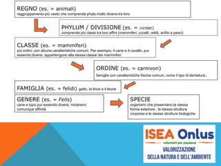REGNO (es. = animali)
raggruppamento più vasto che comprende phyla molto diversi tra loro
PHYLUM / DIVISIONE (es. = cordati)
comprende più classi tra loro affini (mammiferi, uccelli, rettili, anfibi e pesci)
CLASSE (es. = mammiferi)
più ordini, con alcune caratteristiche comuni. Per esempio, il cane e il cavallo, pur
essendo diversi, appartengono alla stessa classe dei mammiferi.
ORDINE (es. = carnivori)
famiglie con caratteristiche fisiche comuni, come il tipo di dentatura.
FAMIGLIA (es. = felidi) gatto, la lince e il leone
GENERE (es. = Felis)
cane e lupo pur essendo diversi, mostrano
comunque affinità
SPECIE
organismi che presentano la stessa
forma esteriore , la stessa struttura
corporea e le stesse strutture biologiche
 