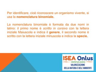 Per identificare, cioè riconoscere un organismo vivente, si
usa la nomenclatura binomiale.
La nomenclatura binomiale è formata da due nomi in
latino: il primo nome è scritto in corsivo con la lettera
iniziale Maiuscola e indica il genere, il secondo nome è
scritto con la lettera iniziale minuscola e indica la specie.
 