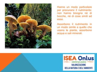 Hanno un modo particolare
per procurarsi il nutrimento:
non hanno bisogno né di
bocche, né di cose simili ad
esse.
Assorbono il nutrimento in
un modo simile a quello che
usano le piante, assorbono
acqua e sali minerali.
 