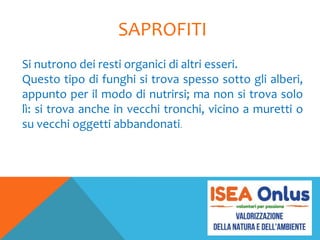 SAPROFITI
Si nutrono dei resti organici di altri esseri.
Questo tipo di funghi si trova spesso sotto gli alberi,
appunto per il modo di nutrirsi; ma non si trova solo
lì: si trova anche in vecchi tronchi, vicino a muretti o
su vecchi oggetti abbandonati.
 