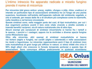 L'intimo intreccio fra apparato radicale e micelio fungino
prende il nome di micorriza
Per micorriza (dal greco antico: μύκης, mýkēs, «fungo» e ῥίζα, rhiza, «radice») si
intende un particolare tipo di associazione simbiotica tra un fungo ed una pianta
superiore, localizzata nell'ambito dell'apparato radicale del simbionte vegetale, e
che si estende, per mezzo delle ife o di strutture più complesse come le rizomorfe,
nella rizosfera e nel terreno circostante.
Queste simbiosi sono, nella maggior parte dei casi, di tipo mutualistico, per cui i
due organismi portano avanti il loro ciclo vitale vivendo a stretto contatto e
traendo benefici reciproci, sia di natura nutrizionale che di altro tipo.
Alcuni esempi più conosciuti di simbiosi micorriziche si hanno fra i tartufi e
le querce, i porcini e i castagni, oppure tra le orchidee e diverse specie fungine
come Rhizoctonia spp.
Oltre alle micorrize, altri esempi di simbiosi mutualistiche si hanno
nei licheni (alghe e funghi), nei coralli (alghe e celenterati) e nelle associazioni
tra rizobi e leguminose. Le micorrize rappresentano però il tipo di simbiosi (non
solo mutualistica) di gran lunga più diffuso in natura: si stima infatti che circa il
90% degli alberi che crescono in foreste temperate partecipi a questo tipo di
associazioni. Sono comunque diffuse praticamente in qualsiasi ecosistema
terrestre.
 