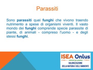 Parassiti
Sono parassiti quei funghi che vivono traendo
nutrimento a spese di organismi viventi. Il vasto
mondo dei funghi comprende specie parassite di
piante, di animali - compreso l'uomo - e degli
stessi funghi.
 
