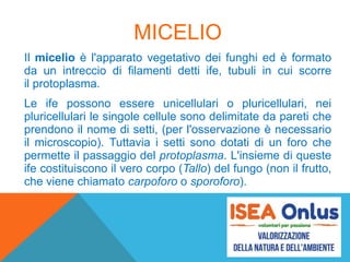 MICELIO
Il micelio è l'apparato vegetativo dei funghi ed è formato
da un intreccio di filamenti detti ife, tubuli in cui scorre
il protoplasma.
Le ife possono essere unicellulari o pluricellulari, nei
pluricellulari le singole cellule sono delimitate da pareti che
prendono il nome di setti, (per l'osservazione è necessario
il microscopio). Tuttavia i setti sono dotati di un foro che
permette il passaggio del protoplasma. L'insieme di queste
ife costituiscono il vero corpo (Tallo) del fungo (non il frutto,
che viene chiamato carpoforo o sporoforo).
 