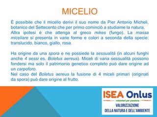 MICELIO
È possibile che il micelio derivi il suo nome da Pier Antonio Micheli,
botanico del Settecento che per primo cominciò a studiarne la natura.
Altra ipotesi è che attenga al greco mikes (fungo). La massa
miceliare si presenta in varie forme e colori a seconda della specie:
translucido, bianco, giallo, rosa.
Ha origine da una spora e ne possiede la sessualità (in alcuni funghi
anche 4 sessi es. Boletus aereus). Miceli di varia sessualità possono
fondersi ma solo il patrimonio genetico completo può dare origine ad
un carpoforo.
Nel caso del Boletus aereus la fusione di 4 miceli primari (originati
da spora) può dare origine al frutto.
 