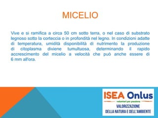 MICELIO
Vive e si ramifica a circa 50 cm sotto terra, o nel caso di substrato
legnoso sotto la corteccia o in profondità nel legno. In condizioni adatte
di temperatura, umidità disponibilità di nutrimento la produzione
di citoplasma diviene tumultuosa, determinando il rapido
accrescimento del micelio a velocità che può anche essere di
6 mm all'ora.
 