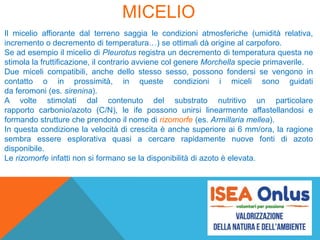 MICELIO
Il micelio affiorante dal terreno saggia le condizioni atmosferiche (umidità relativa,
incremento o decremento di temperatura…) se ottimali dà origine al carpoforo.
Se ad esempio il micelio di Pleurotus registra un decremento di temperatura questa ne
stimola la fruttificazione, il contrario avviene col genere Morchella specie primaverile.
Due miceli compatibili, anche dello stesso sesso, possono fondersi se vengono in
contatto o in prossimità, in queste condizioni i miceli sono guidati
da feromoni (es. sirenina).
A volte stimolati dal contenuto del substrato nutritivo un particolare
rapporto carbonio/azoto (C/N), le ife possono unirsi linearmente affastellandosi e
formando strutture che prendono il nome di rizomorfe (es. Armillaria mellea).
In questa condizione la velocità di crescita è anche superiore ai 6 mm/ora, la ragione
sembra essere esplorativa quasi a cercare rapidamente nuove fonti di azoto
disponibile.
Le rizomorfe infatti non si formano se la disponibilità di azoto è elevata.
 