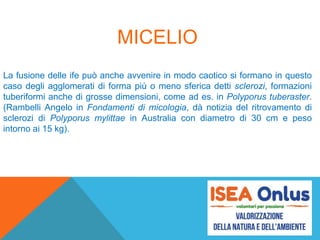 MICELIO
La fusione delle ife può anche avvenire in modo caotico si formano in questo
caso degli agglomerati di forma più o meno sferica detti sclerozi, formazioni
tuberiformi anche di grosse dimensioni, come ad es. in Polyporus tuberaster.
(Rambelli Angelo in Fondamenti di micologia, dà notizia del ritrovamento di
sclerozi di Polyporus mylittae in Australia con diametro di 30 cm e peso
intorno ai 15 kg).
 
