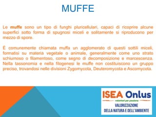 MUFFE
Le muffe sono un tipo di funghi pluricellulari, capaci di ricoprire alcune
superfici sotto forma di spugnosi miceli e solitamente si riproducono per
mezzo di spore.
È comunemente chiamata muffa un agglomerato di questi sottili miceli,
formatisi su materia vegetale o animale, generalmente come uno strato
schiumoso o filamentoso, come segno di decomposizione e marcescenza.
Nella tassonomia e nella filogenesi le muffe non costituiscono un gruppo
preciso, trovandosi nelle divisioni Zygomycota, Deuteromycota e Ascomycota.
 