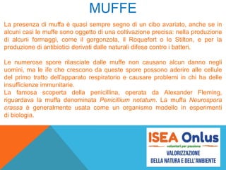 MUFFE
La presenza di muffa è quasi sempre segno di un cibo avariato, anche se in
alcuni casi le muffe sono oggetto di una coltivazione precisa: nella produzione
di alcuni formaggi, come il gorgonzola, il Roquefort o lo Stilton, e per la
produzione di antibiotici derivati dalle naturali difese contro i batteri.
Le numerose spore rilasciate dalle muffe non causano alcun danno negli
uomini, ma le ife che crescono da queste spore possono aderire alle cellule
del primo tratto dell'apparato respiratorio e causare problemi in chi ha delle
insufficienze immunitarie.
La famosa scoperta della penicillina, operata da Alexander Fleming,
riguardava la muffa denominata Penicillium notatum. La muffa Neurospora
crassa è generalmente usata come un organismo modello in esperimenti
di biologia.
 