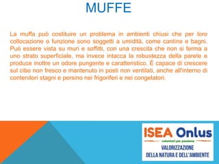 MUFFE
La muffa può costituire un problema in ambienti chiusi che per loro
collocazione o funzione sono soggetti a umidità, come cantine e bagni.
Può essere vista su muri e soffitti, con una crescita che non si ferma a
uno strato superficiale, ma invece intacca la robustezza della parete e
produce inoltre un odore pungente e caratteristico. È capace di crescere
sul cibo non fresco e mantenuto in posti non ventilati, anche all'interno di
contenitori stagni e persino nei frigoriferi e nei congelatori.
 