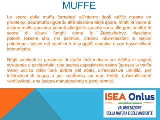MUFFE
Le spore della muffa formatasi all'interno degli edifici creano un
problema, soprattutto riguardo all'inalazione delle spore. Infatti le spore di
alcune muffe causano potenti allergie in quanto sono allergeni; inoltre le
spore di alcuni funghi come lo Stachybotrys rilasciano
potenti tossine che, nei polmoni, creano infiammazioni e lesioni
polmonari, specie nei bambini e in soggetti asmatici o con basse difese
immunitarie.
Negli ambienti la presenza di muffa può indicare un difetto di origine
strutturale o accidentale: una scarsa esposizione solare (spesso la muffa
viene uccisa dalla luce diretta del sole), un'eccessiva umidità, per
infiltrazioni di acqua o per condensa sui muri freddi, un'insufficiente
ventilazione, una scarsa manutenzione o ponti termici.
 