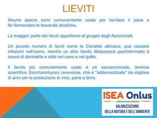 LIEVITI
Alcune specie sono comunemente usate per lievitare il pane e
far fermentare le bevande alcoliche.
La maggior parte dei lieviti appartiene al gruppo degli Ascomiceti.
Un piccolo numero di lieviti come la Candida albicans, può causare
infezioni nell'uomo, mentre un altro lievito Malassezia pachidermatis è
causa di dermatite e otite nel cane e nel gatto.
Il lievito più comunemente usato è un saccaromicete, termine
scientifico Saccharomyces cerevisiae, che è "addomesticato" da migliaia
di anni per la produzione di vino, pane e birra.
 