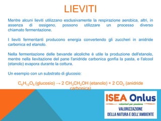 LIEVITI
Mentre alcuni lieviti utilizzano esclusivamente la respirazione aerobica, altri, in
assenza di ossigeno, possono utilizzare un processo diverso
chiamato fermentazione.
I lieviti fermentanti producono energia convertendo gli zuccheri in anidride
carbonica ed etanolo.
Nella fermentazione delle bevande alcoliche è utile la produzione dell'etanolo,
mentre nella lievitazione del pane l'anidride carbonica gonfia la pasta, e l'alcool
(etanolo) evapora durante la cottura.
Un esempio con un substrato di glucosio:
C6H12O6 (glucosio) → 2 CH3CH2OH (etanolo) + 2 CO2 (anidride
carbonica)
 