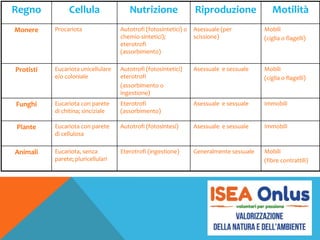Regno Cellula Nutrizione Riproduzione Motilità
Monere Procariota Autotrofi (fotosintetici) o
chemio-sintetici);
eterotrofi
(assorbimento)
Asessuale (per
scissione)
Mobili
(ciglia o flagelli)
Protisti Eucariota unicellulare
e/o coloniale
Autotrofi (fotosintetici)
eterotrofi
(assorbimento o
ingestione)
Asessuale e sessuale Mobili
(ciglia o flagelli)
Funghi Eucariota con parete
di chitina; sinciziale
Eterotrofi
(assorbimento)
Asessuale e sessuale Immobili
Piante Eucariota con parete
di cellulosa
Autotrofi (fotosintesi) Asessuale e sessuale Immobili
Animali Eucariota, senza
parete; pluricellulari
Eterotrofi (ingestione) Generalmente sessuale Mobili
(fibre contrattili)
 