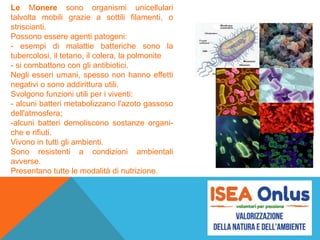 Le Monere sono organismi unicellulari
talvolta mobili grazie a sottili filamenti, o
striscianti.
Possono essere agenti patogeni:
- esempi di malattie batteriche sono la
tubercolosi, il tetano, il colera, la polmonite
- si combattono con gli antibiotici.
Negli esseri umani, spesso non hanno effetti
negativi o sono addirittura utili.
Svolgono funzioni utili per i viventi:
- alcuni batteri metabolizzano l'azoto gassoso
dell'atmosfera;
-alcuni batteri demoliscono sostanze organi-
che e rifiuti.
Vivono in tutti gli ambienti.
Sono resistenti a condizioni ambientali
avverse.
Presentano tutte le modalità di nutrizione.
 
