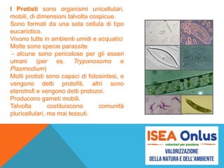 I Protisti sono organismi unicellulari,
mobili, di dimensioni talvolta cospicue.
Sono formati da una sola cellula di tipo
eucariotico.
Vivono tutte in ambienti umidi e acquatici
Molte sono specie parassite
- alcune sono pericolose per gli esseri
umani (per es. Trypanosoma e
Plasmodium)
Molti protisti sono capaci di fotosintesi, e
vengono detti protofiti, altri sono
eterotrofi e vengono detti protozoi.
Producono gameti mobili.
Talvolta costituiscono comunità
pluricellulari, ma mai tessuti.
 