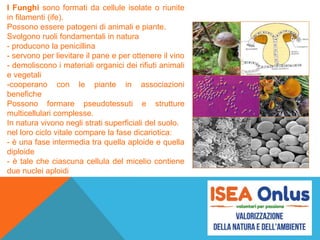 I Funghi sono formati da cellule isolate o riunite
in filamenti (ife).
Possono essere patogeni di animali e piante.
Svolgono ruoli fondamentali in natura
- producono la penicillina
- servono per lievitare il pane e per ottenere il vino
- demoliscono i materiali organici dei rifiuti animali
e vegetali
-cooperano con le piante in associazioni
benefiche
Possono formare pseudotessuti e strutture
multicellulari complesse.
In natura vivono negli strati superficiali del suolo.
nel loro ciclo vitale compare la fase dicariotica:
- è una fase intermedia tra quella aploide e quella
diploide
- è tale che ciascuna cellula del micelio contiene
due nuclei aploidi
 