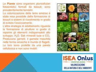 Le Piante sono organismi pluricellulari
fotosintetici formati da tessuti; sono
prevalentemente terrestri.
La colonizzazione delle terre emerse è
stata resa possibile dalla formazione di
tessuti e sistemi di rivestimento in grado
di evitare l’essiccamento.
L’altra strategia di adattamento riguarda
la formazione di strutture in grado di
reperire gli elementi indispensabili allo
sviluppo: H2O, Sali minerali luce e CO2.
Producono gameti; il gamete maschile
nelle forme arcaiche è munito di flagelli.
Le loro sono protette da una parete
cellulosica e non sono mobili.
 