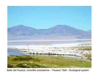 Salar del Huasco, increíble ecosistema – “Huasco” Salt – Ecological system 