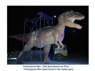 Tiranosaurio Rex , fósil descubierto en Pica.    Tiranosaurio Rex fossil found in the inside zone 