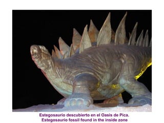 Estegosaurio descubierto en el Oasis de Pica.    Estegosaurio fossil found in the inside zone 