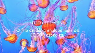 FILO CNIDÁRIA.
O filo Cnidária engloba mais de
10.000 espécies.
 