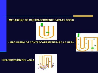MECANISMO DE CONTRACORRIENTE PARA EL SODIO MECANISMO DE CONTRACORRIENTE PARA LA UREA REABSORCIÓN DEL AGUA 