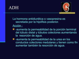 ADH La hormona antidiurética o vasopresina es secretada por la hipófisis posterior. Acción :   -aumenta la permeabilidad de la porción terminal del túbulo distal y túbulos colectores aumentando la  resorción de agua. -aumenta la permeabilidad de la urea en los conductos colectores medulares y tienen como fin aumentar también la resorción de agua. 