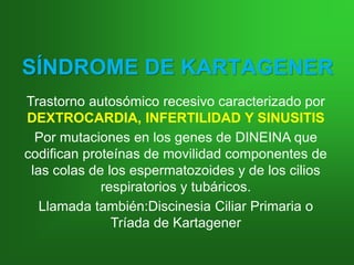 SÍNDROME DE KARTAGENER
Trastorno autosómico recesivo caracterizado por
DEXTROCARDIA, INFERTILIDAD Y SINUSITIS
Por mutaciones en los genes de DINEINA que
codifican proteínas de movilidad componentes de
las colas de los espermatozoides y de los cilios
respiratorios y tubáricos.
Llamada también:Discinesia Ciliar Primaria o
Tríada de Kartagener
 
