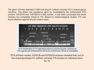 Genetics and Breeding for Stripe Rust Resistance Contributed with the ...