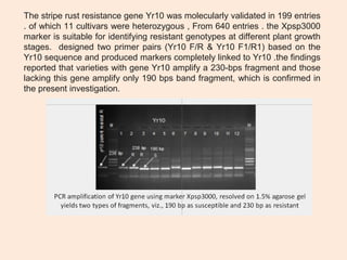 Genetics and Breeding for Stripe Rust Resistance Contributed with the ...