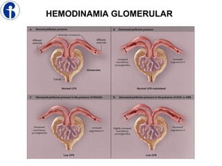 HEMODINAMIA GLOMERULAR
 