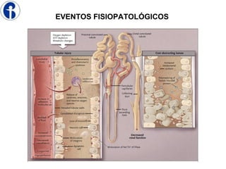EVENTOS FISIOPATOLÓGICOS
 