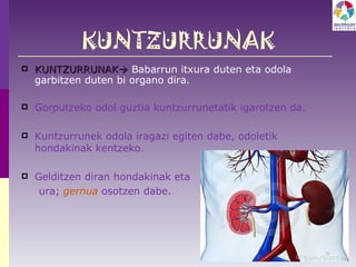 KUNTZURRUNAK KUNTZURRUNAK    Babarrun itxura duten eta odola garbitzen duten bi organo dira.  Gorputzeko odol guztia kuntzurrunetatik igarotzen da.  Kuntzurrunek odola iragazi egiten dabe, odoletik hondakinak kentzeko.  Gelditzen diran hondakinak eta ura;  gernua  osotzen dabe. 