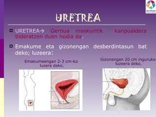 URETREA URETREA    Gernua maskuritik  kanpoaldera bideratzen duen hodia da .  Emakume eta gizonengan desberdintasun bat deko; luzeera : Emakumeengan 2-3 cm-ko luzera deko. Gizonengan 20 cm inguruko  luzeera deko. 
